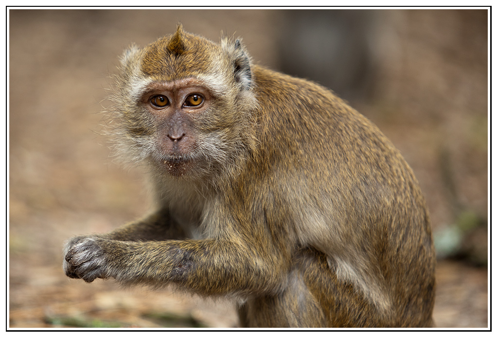 macaque (5).jpg - Plait-il ?
